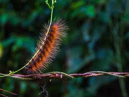 As lagartas peludas são conhecidas também como lagarta-de-fogo, taturana, bicho-que-queima, bicho-cabeludo, mandruvá e outros nomes.  São insetos em fase de larva, que se transformarão em mariposas ou borboletas.