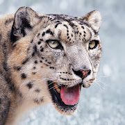 Natures Mighty Pictures, nature photos, nature wallpapers (snow leopard pictures )