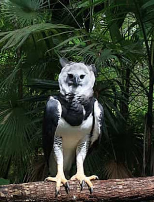 Harpy Eagle/ About American and Pauan Harpy Eagle