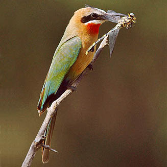 abejaruco frentiblanco Merops bullockoides