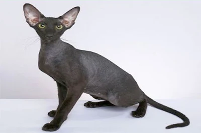 10 kucing termahal di dunia