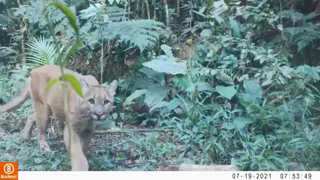 Onças-pardas são registradas mais de 800 vezes em Reserva no Vale do Ribeira