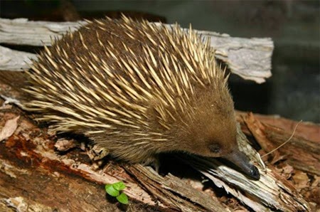 spiny anteater