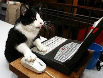 chat sur un pc