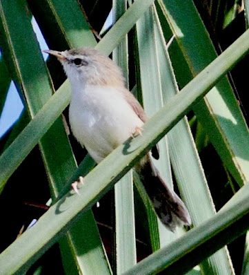 " Plain Prinia Prinia inornata blythi, resident of Mount Abu,perched in date palm tree."