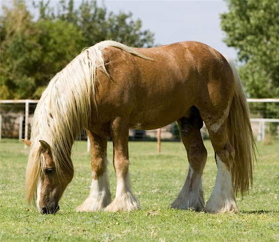 beautiful horses