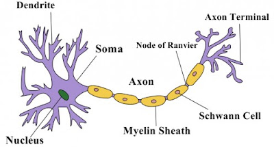 What is Axonotmesis - Definition, Symptoms, Causes, Treatment