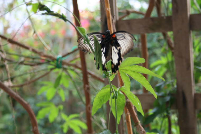 BUTTERFLY GARDENS