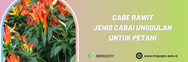 cabai rawit,petani,budidaya,budidaya cabe,lmga agro