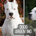 DOGO ARGENTINO - EL ORIGEN 