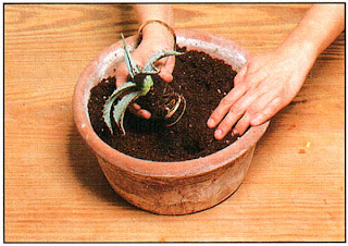 Хотя предпочтительнее почвенная смесь для кактусов, можно использовать и обычную смесь