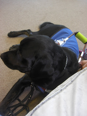 Picture of Rudy in coat/harness in a down-stay at the chiropractor