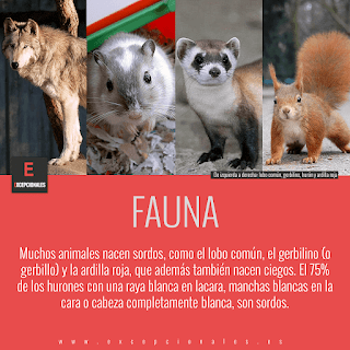 Fauna: muchos animales nacen sordos, como el lobo común, el gerbilino (o gerbillo) y la ardilla roja, que además también nacen ciegos. El 75% de los hurones con una raya blanca en la cara, manchas blancas en la cara o cabeza completamente blanca, son sordos