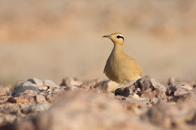 Cream-coloured courser, Socotra - S.Colenutt, The Deskbound Birder