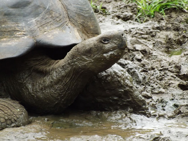 Reserva de tortugas en Isla Santa Cruz, Islas Galápagos