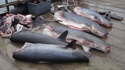 Эквадор акулы перед продажей в Сан Матео 