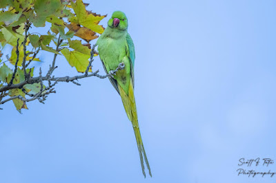 rose-ringed-parakeet