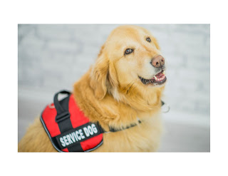 Discover the life-changing benefits of service dogs for individuals with disabilities. Learn about the various tasks these exceptional canines perform and how they enhance the lives of their handlers.