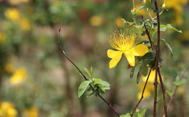 Hypericum Flowers