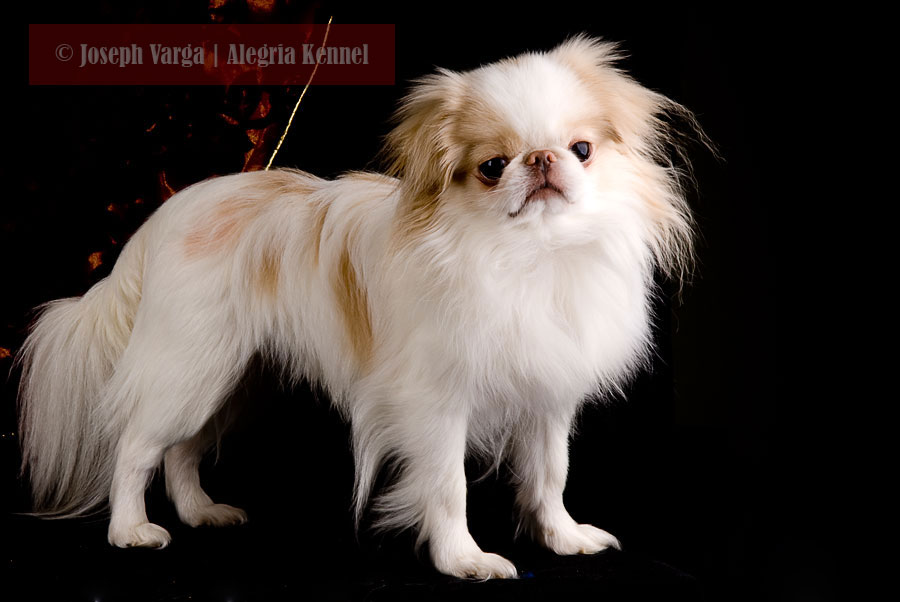 Download pinterest-laughs: Sunny | Male Japanese Chin Breeding Dog