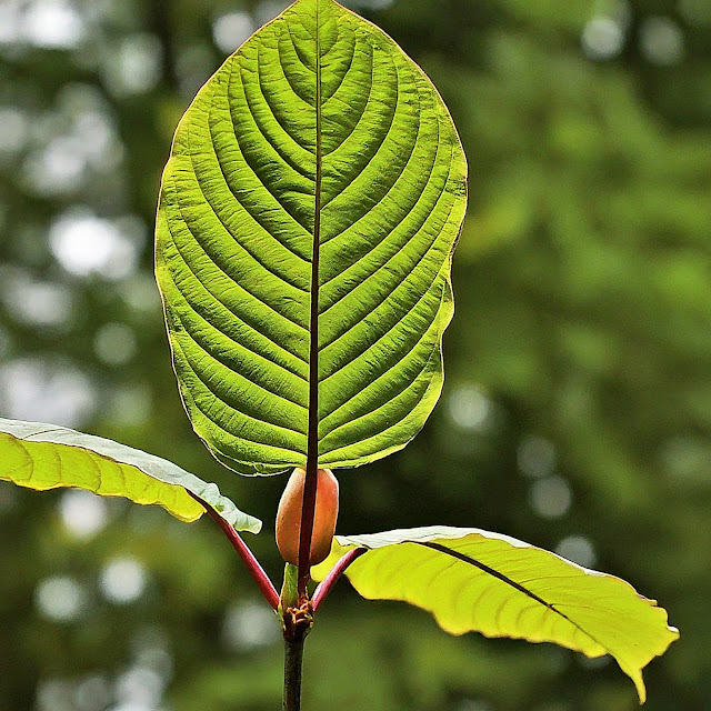 What is Yellow Kratom