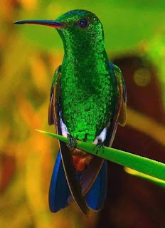 La leyenda maya del colibrí