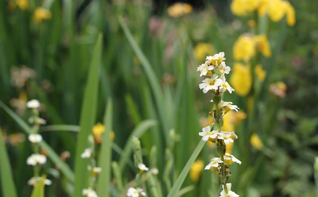 Sisyrinchium Striatum Flowers Pictures