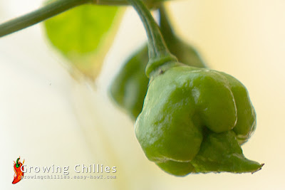 Trinidad Scorpion Butch T