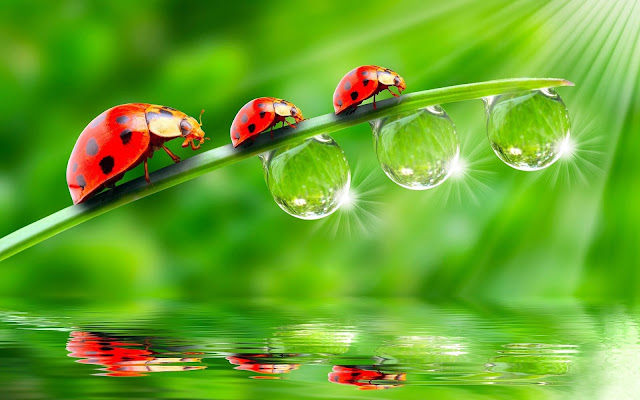 Water Drop Wallpaper -  Water Wallpaper Hd - Live Water Wallpaper  - Wallpaper Water