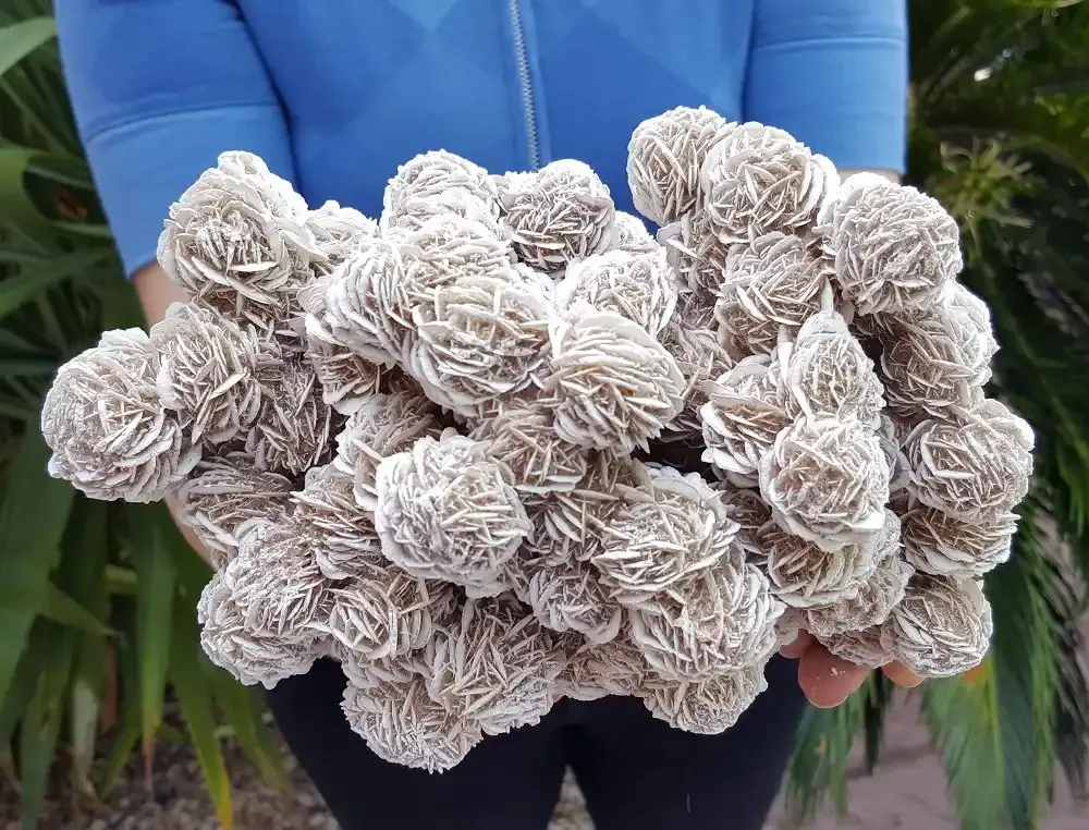 Desert Rose Types, Uses, and Where are Desert Roses found?