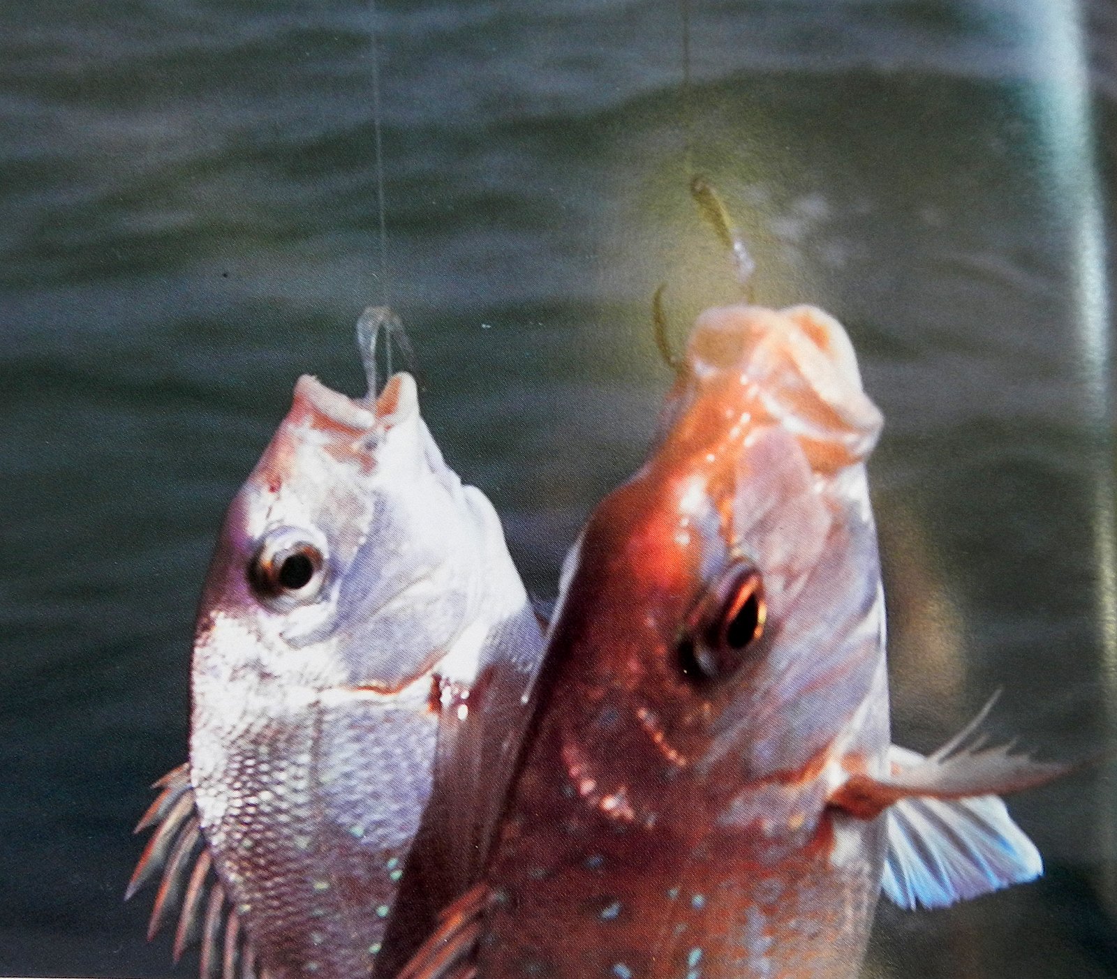 Licorice Allsorts: Kite Fishing