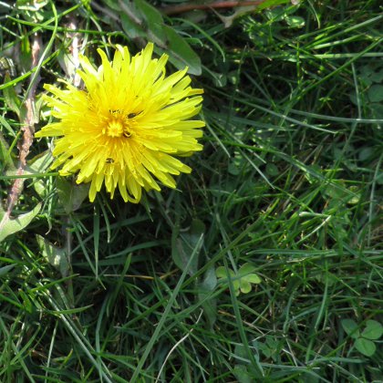 dandelion, Taraxacum officinale