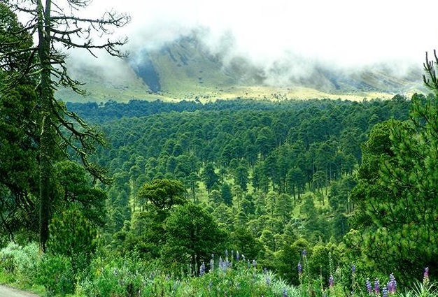 Medio ambiente, bosque