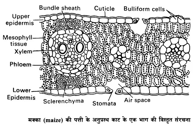 पत्ती की आन्तरिक रचना (Internal Structure of Leaf)|hindi