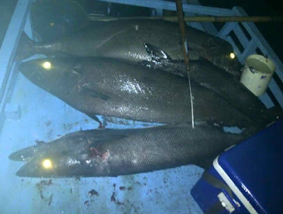 Ikan gindara \ Escolar \ Tuna Putih