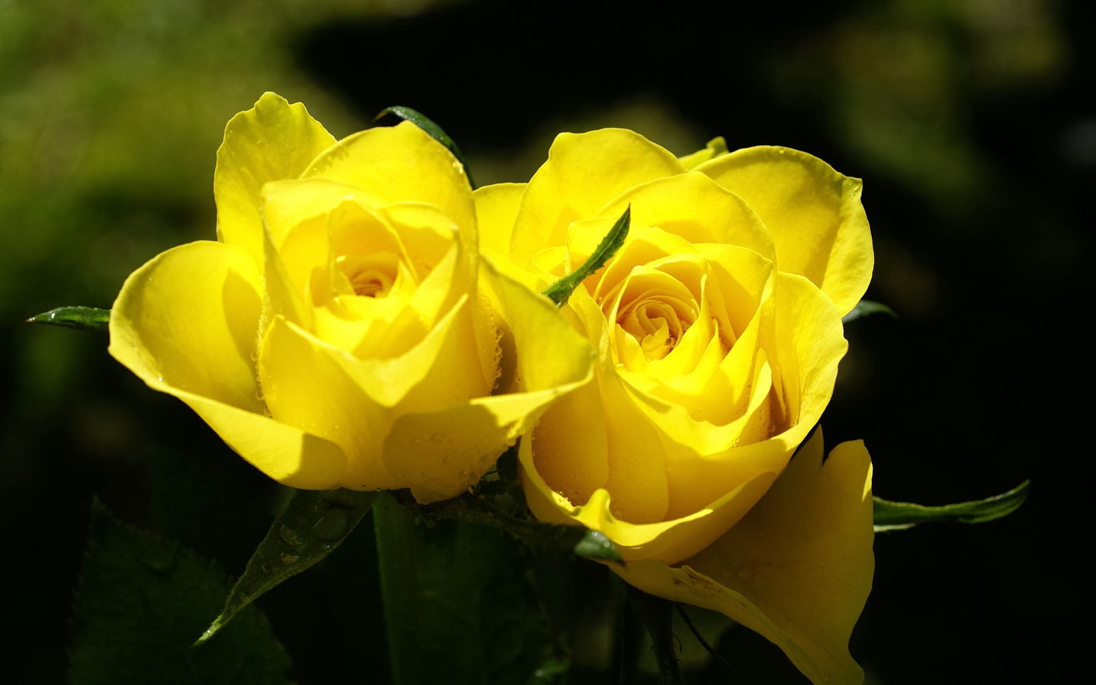  Yellow  Rose  Wallpapers  3D  HD  Wallpapers 