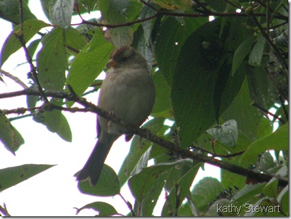 White Crowned Sparrow - Juvenile