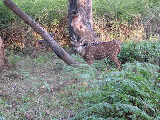 Spotted Deer/Chital