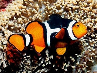 Clown Fish