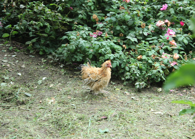 Little chamois frizzle hen