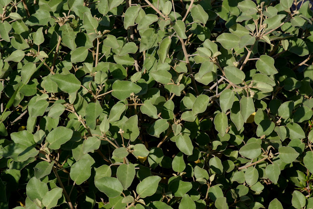 Croton punctatus