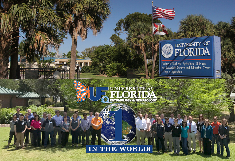 univerisity of florida online bachelors degrees