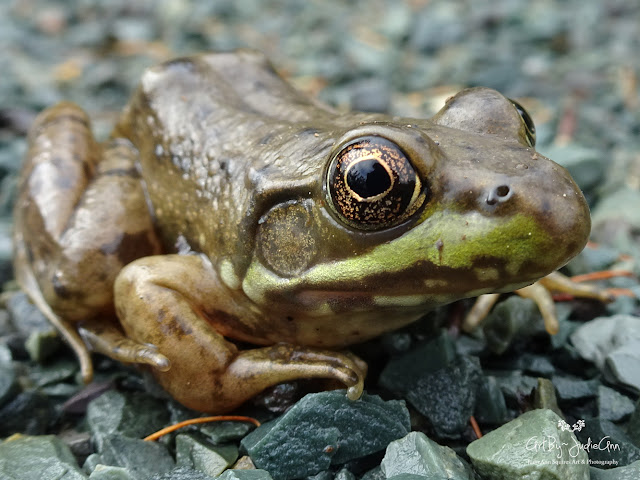 Green Frog