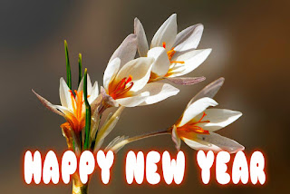 happy new year photos