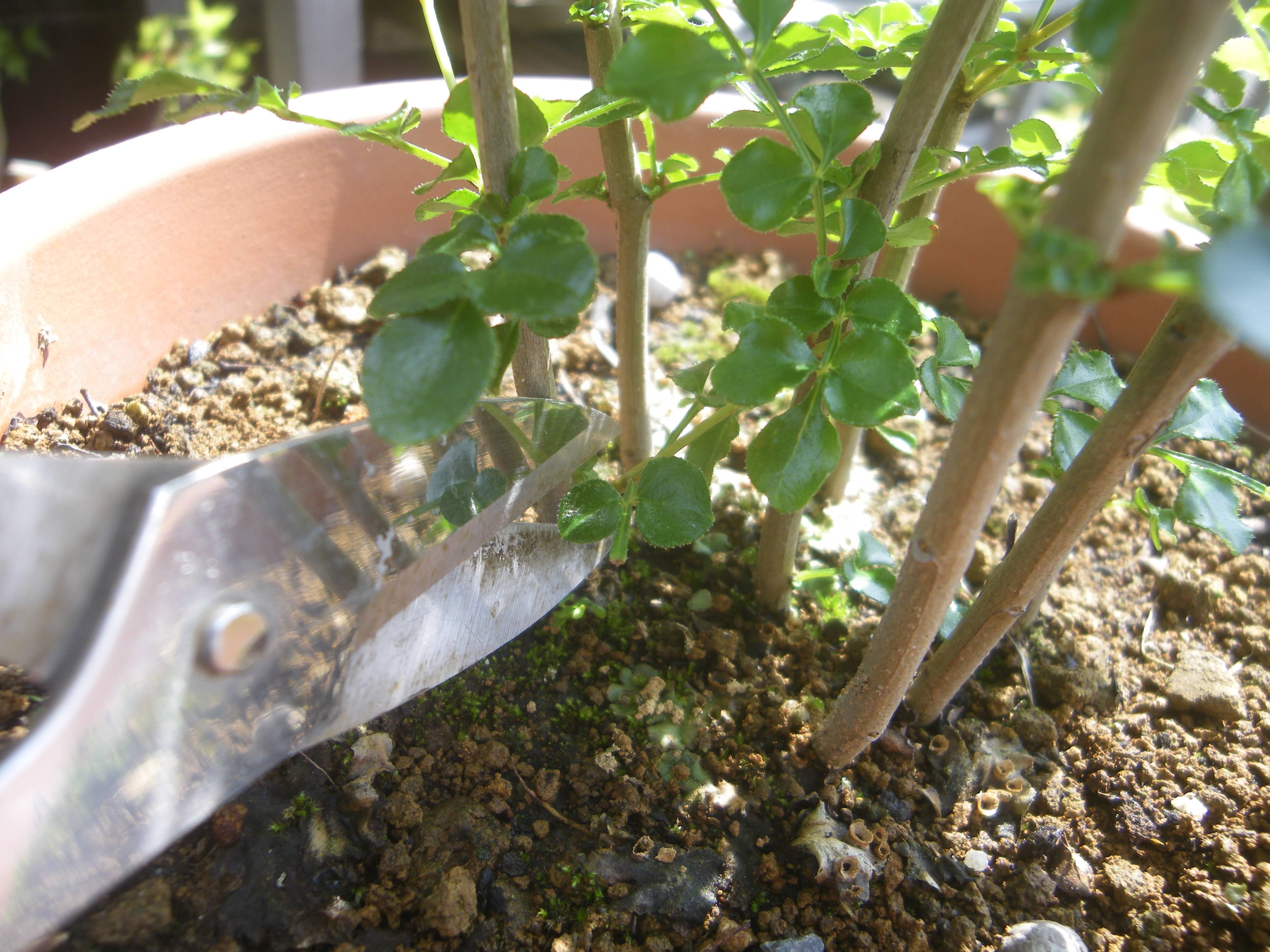 シマトネリコの鉢植えの育て方 植え付け編 肥料と剪定 メダカの大工