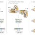 CRISPR trials, Chinese team undergoes first human trial