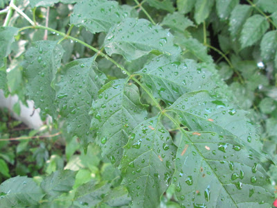 Leaves - Trumpet Creeper Campsis radicans