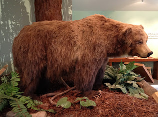 Grizzly Bear, Ursus arctos horribilis  on display at the Rancho del Oso Nature & History Center