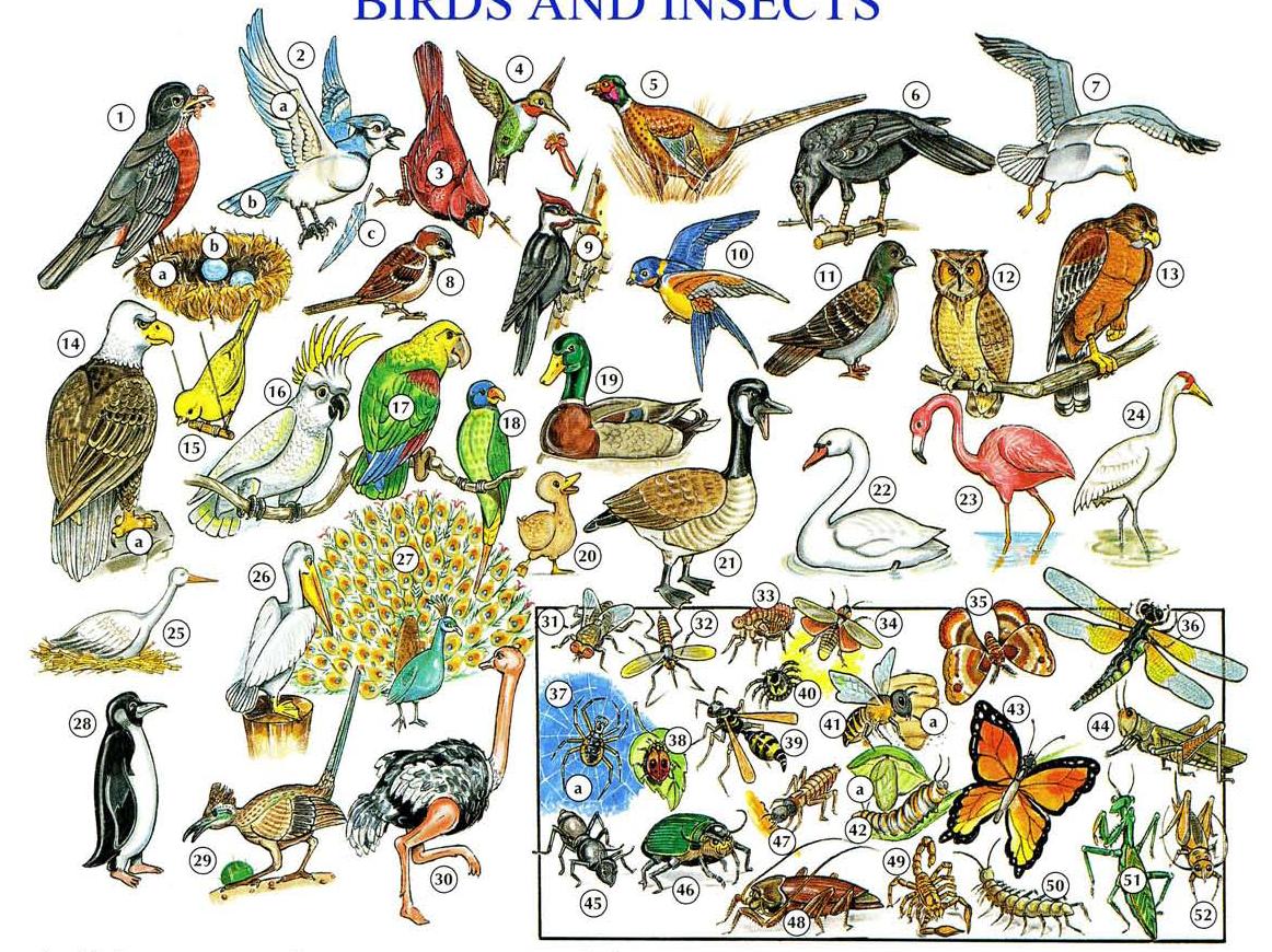 Referensi Bahasa Inggris Vocabulary tentang Burung dan 