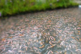 Bagaimana cara pembenihan ikan nila di tambak yang benar Begini Cara Pembesaran Benih Ikan Nila di Tambak